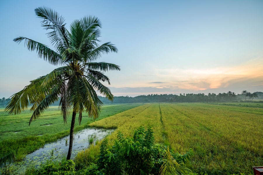 Coconut Trees & Paddy Fields in South Goa