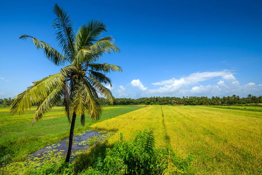 Coconut Tree and Paddy Fields - South Goa