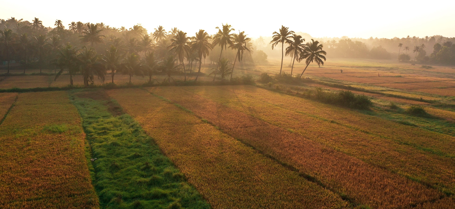 Paddy Fields