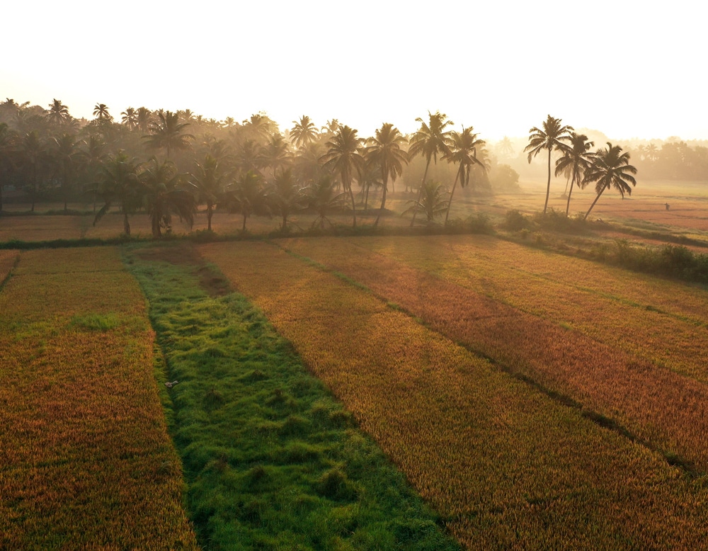 Paddy-Fields